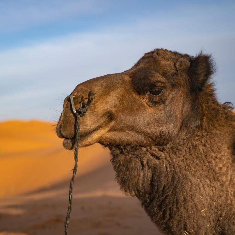 Authentic Desert Luxury Camp Merzouga Exterior foto